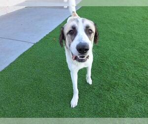 Anatolian Shepherd-Unknown Mix Dogs for adoption in Grand Prairie, TX, USA