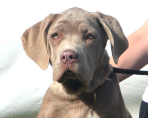 Neapolitan Mastiff Dogs for adoption in Goodyear, AZ, USA