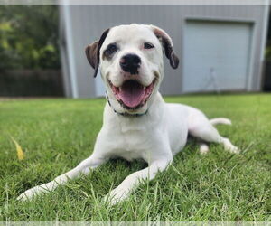 Saint Bernard-Staffordshire Bull Terrier Mix Dogs for adoption in Fort Worth, TX, USA