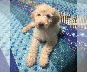 Goldendoodle (Miniature) Dogs for adoption in Crystal , MN, USA