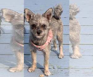 Mutt Dogs for adoption in pomfret, CT, USA