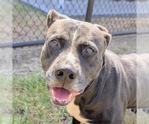 American Pit Bull Terrier-Unknown Mix Dogs for adoption in Houston, TX, USA