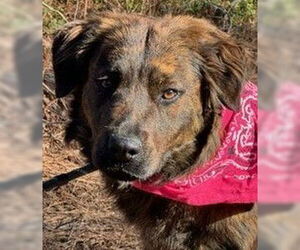 Mutt Dogs for adoption in Newfoundland, PA, USA