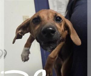 Chihuahua Dogs for adoption in Bakersfield, CA, USA