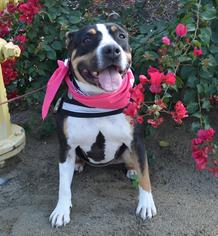 American Bulldog-Unknown Mix Dogs for adoption in La Quinta, CA, USA