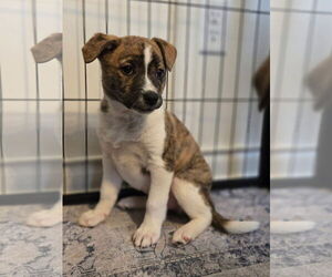 Mountain Cur-Unknown Mix Dogs for adoption in New London, WI, USA