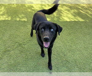 Labrador Retriever-Unknown Mix Dogs for adoption in Ojai, CA, USA