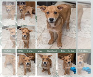 Mutt Dogs for adoption in Mesa, AZ, USA