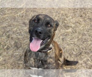 Plott Hound Dogs for adoption in Hillsdale, IN, USA