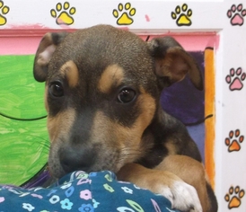 Labrottie Dogs for adoption in Orangeburg, SC, USA
