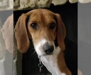Treeing Walker Coonhound Dogs for adoption in Hollywood, MD, USA