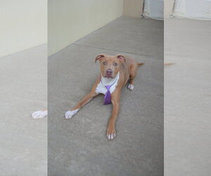American Pit Bull Terrier-Unknown Mix Dogs for adoption in McKinney, TX, USA