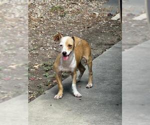 Chihuahua-Unknown Mix Dogs for adoption in San Antonio, TX, USA