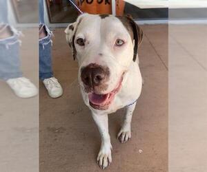 American Staffordshire Terrier-Unknown Mix Dogs for adoption in Grand Prairie, TX, USA