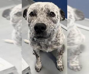 Australian Cattle Dog-Unknown Mix Dogs for adoption in Visalia, CA, USA