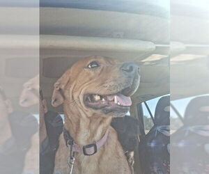 Labrador Retriever-Unknown Mix Dogs for adoption in Ocala, FL, USA