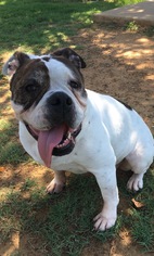 Bulldog Dogs for adoption in Euless, TX, USA
