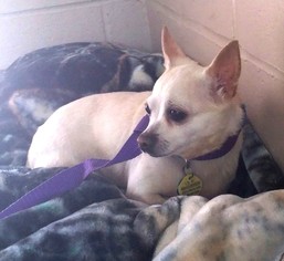 Chihuahua Dogs for adoption in Templeton, MA, USA