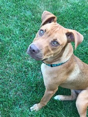 Labrador Retriever-Unknown Mix Dogs for adoption in Grafton, WI, USA