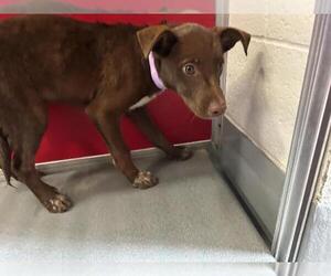 German Shepherd Dog-Unknown Mix Dogs for adoption in Visalia, CA, USA