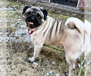 Pug Dogs for adoption in Oak Bluffs, MA, USA