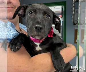 Labrador Retriever-Retriever  Mix Dogs for adoption in Washington, DC, USA