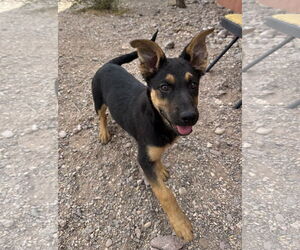 Mutt Dogs for adoption in Williamsburg, NM, USA