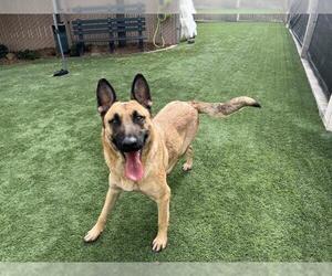 Mutt Dogs for adoption in Corona, CA, USA