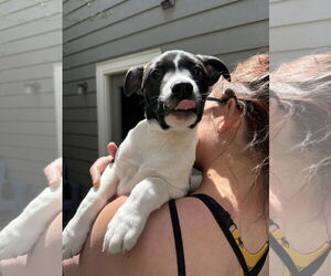 Mutt Dogs for adoption in Fort Collins, CO, USA