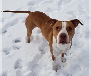 American Pit Bull Terrier-Unknown Mix Dogs for adoption in columbus, OH, USA