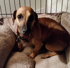 Dachshund-Jack Russell Terrier Mix Dogs for adoption in Pearland, TX, USA
