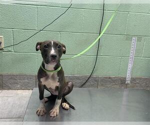 American Staffordshire Terrier-Unknown Mix Dogs for adoption in Grand Prairie, TX, USA