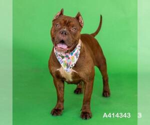 Bulldog Dogs for adoption in Conroe, TX, USA