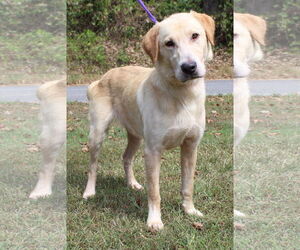 Golden Retriever-Unknown Mix Dogs for adoption in Prattville, AL, USA