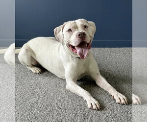 American Staffordshire Terrier-Unknown Mix Dogs for adoption in Spring Lake, NJ, USA