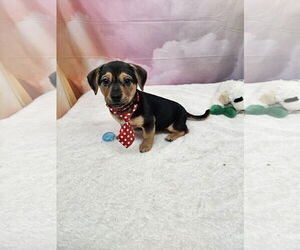 Dachshund-Unknown Mix Dogs for adoption in Metairie, LA, USA