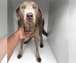 Unknown-Weimaraner Mix Dogs for adoption in Houston, TX, USA