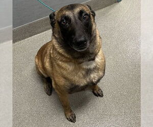 Mutt Dogs for adoption in Las Vegas, NV, USA