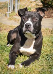 American Pit Bull Terrier-Unknown Mix Dogs for adoption in Alpharetta, GA, USA