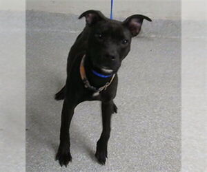 Staffordshire Bull Terrier-Unknown Mix Dogs for adoption in Pasadena, TX, USA