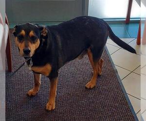 Mutt Dogs for adoption in Newton, NC, USA