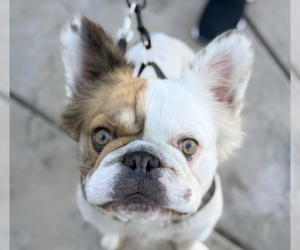 French Bulldog Dogs for adoption in San Ramon, CA, USA