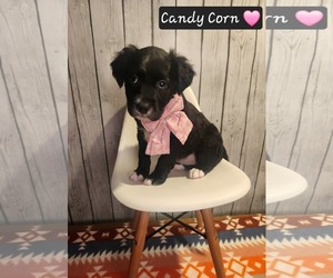 Medium Photo #1 Mutt Puppy For Sale in Clinton , MI, USA