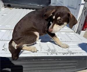 Labrador Retriever Dogs for adoption in Houston, TX, USA