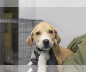 American Pit Bull Terrier-Unknown Mix Dogs for adoption in Mountain Home, AR, USA