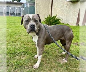 American Pit Bull Terrier Dogs for adoption in Camarillo, CA, USA