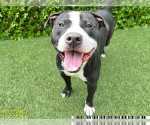 American Pit Bull Terrier Dogs for adoption in West Palm Beach, FL, USA