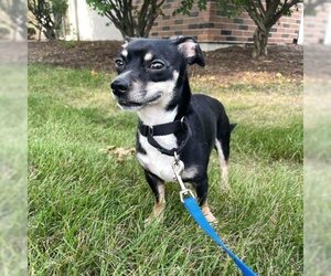Chihuahua-Unknown Mix Dogs for adoption in Madison, WI, USA