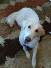 Gollie Dogs for adoption in Orlando, FL, USA