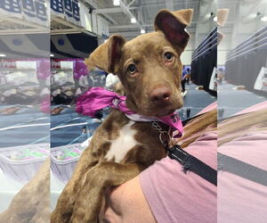 American Pit Bull Terrier-Unknown Mix Dogs for adoption in Des Moines, IA, USA